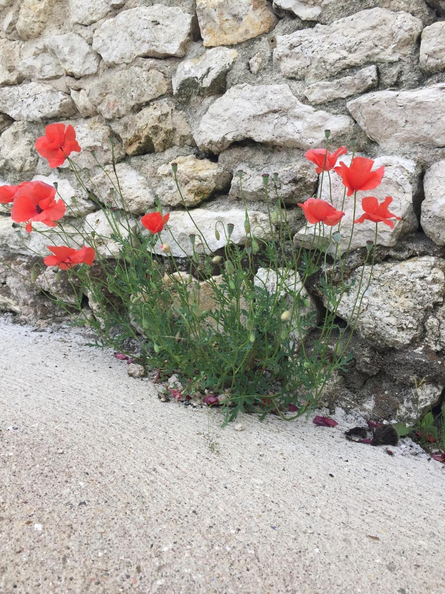 Beaune-la-Rolande Un Figuier Dans Notre Jardin 빌라 객실 사진