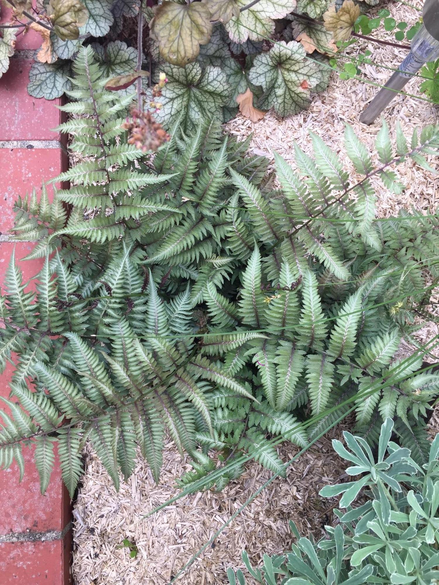 Beaune-la-Rolande Un Figuier Dans Notre Jardin 빌라 외부 사진